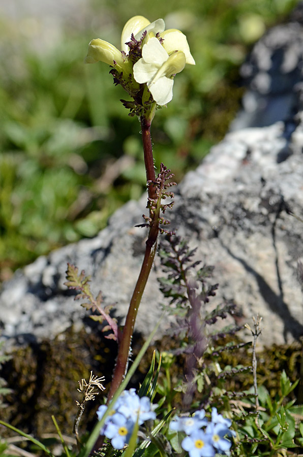 Pedicularis elongata / Pedicolare gialla